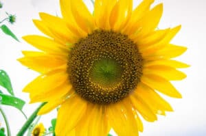 A close up shot of a bright yellow sunflower against a white, cloudy sky