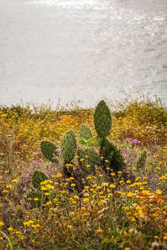 a field of grass in the foreground, a cactus growing in the middle. ocean water behind it