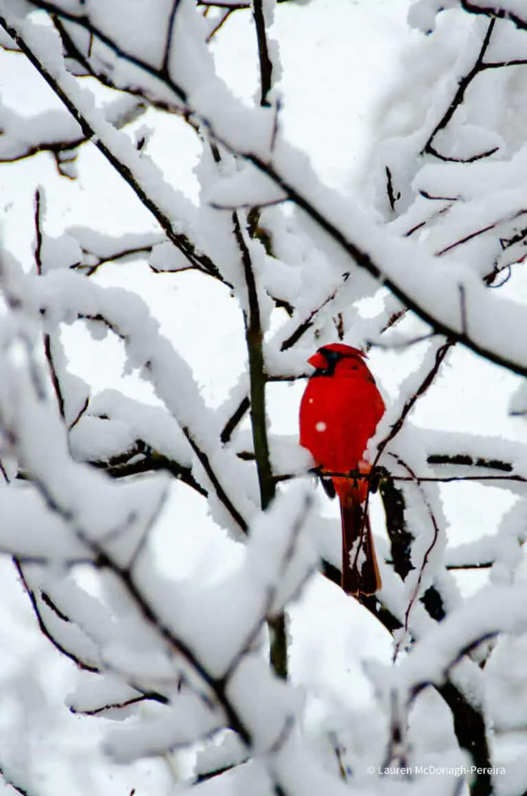 A red male cardinal perches on a snow covered branch.