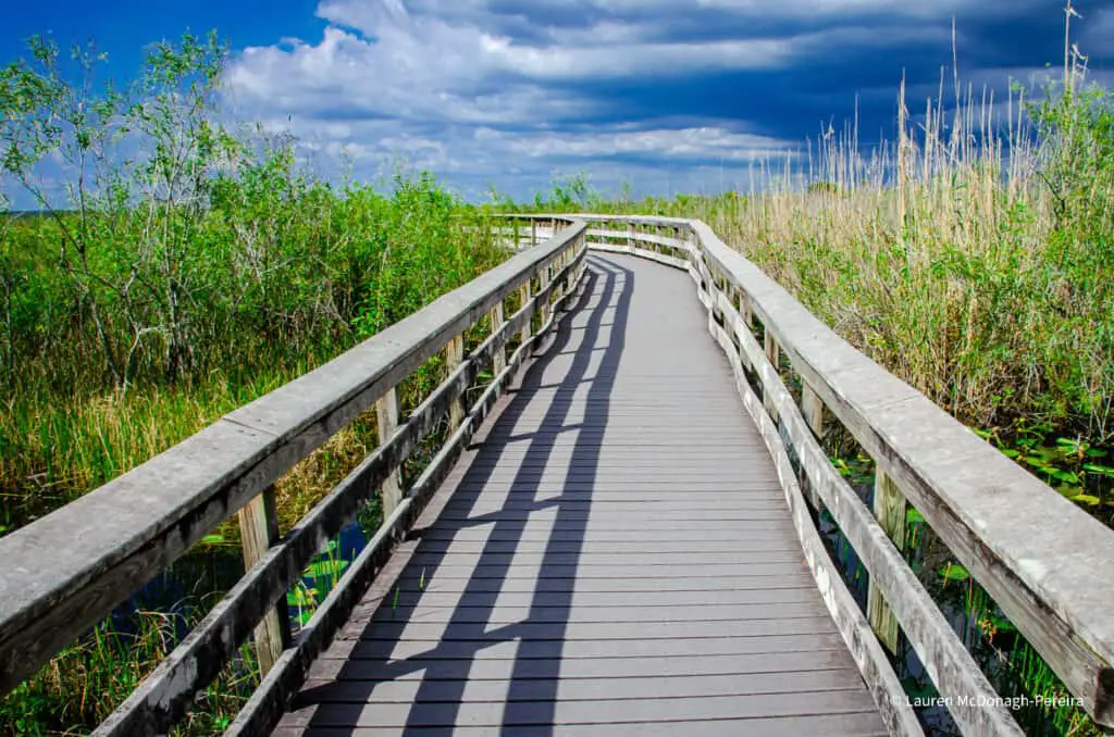 A wooden boardwalk stretches towards a cloudy sky. On either side of the boardwalk, tall everglades grass grow.