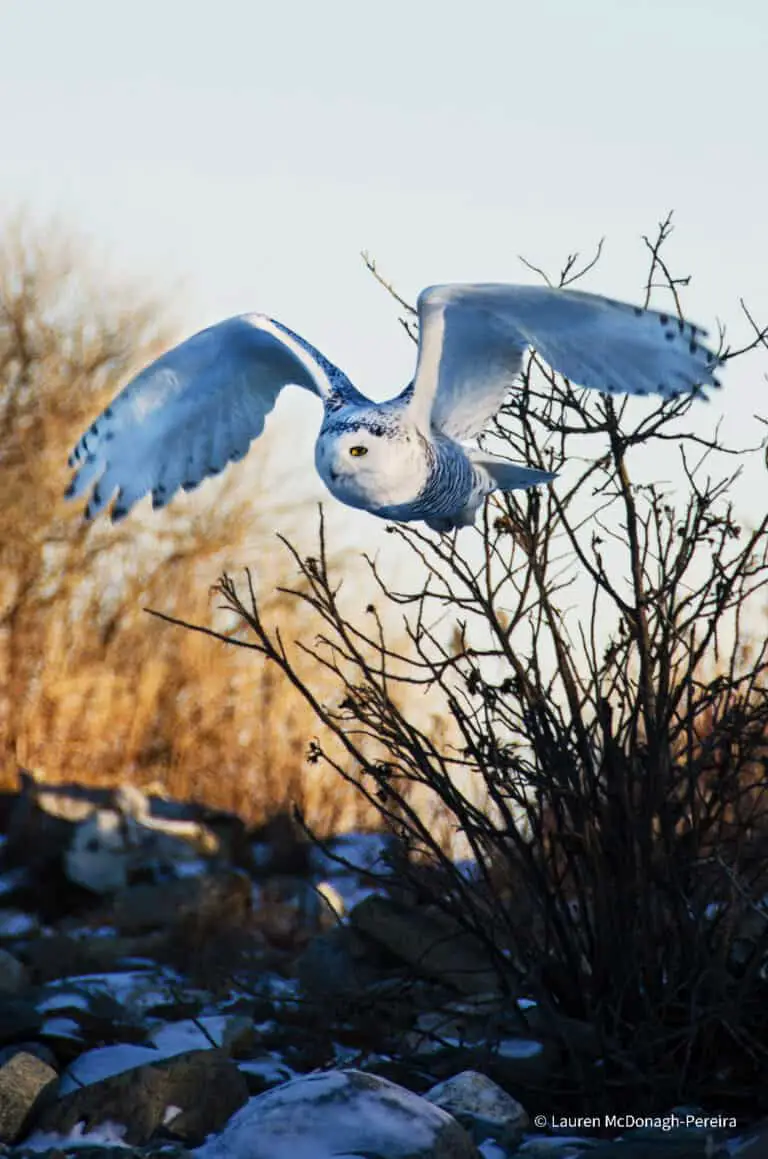 A snowy owl has just taken off in flight.