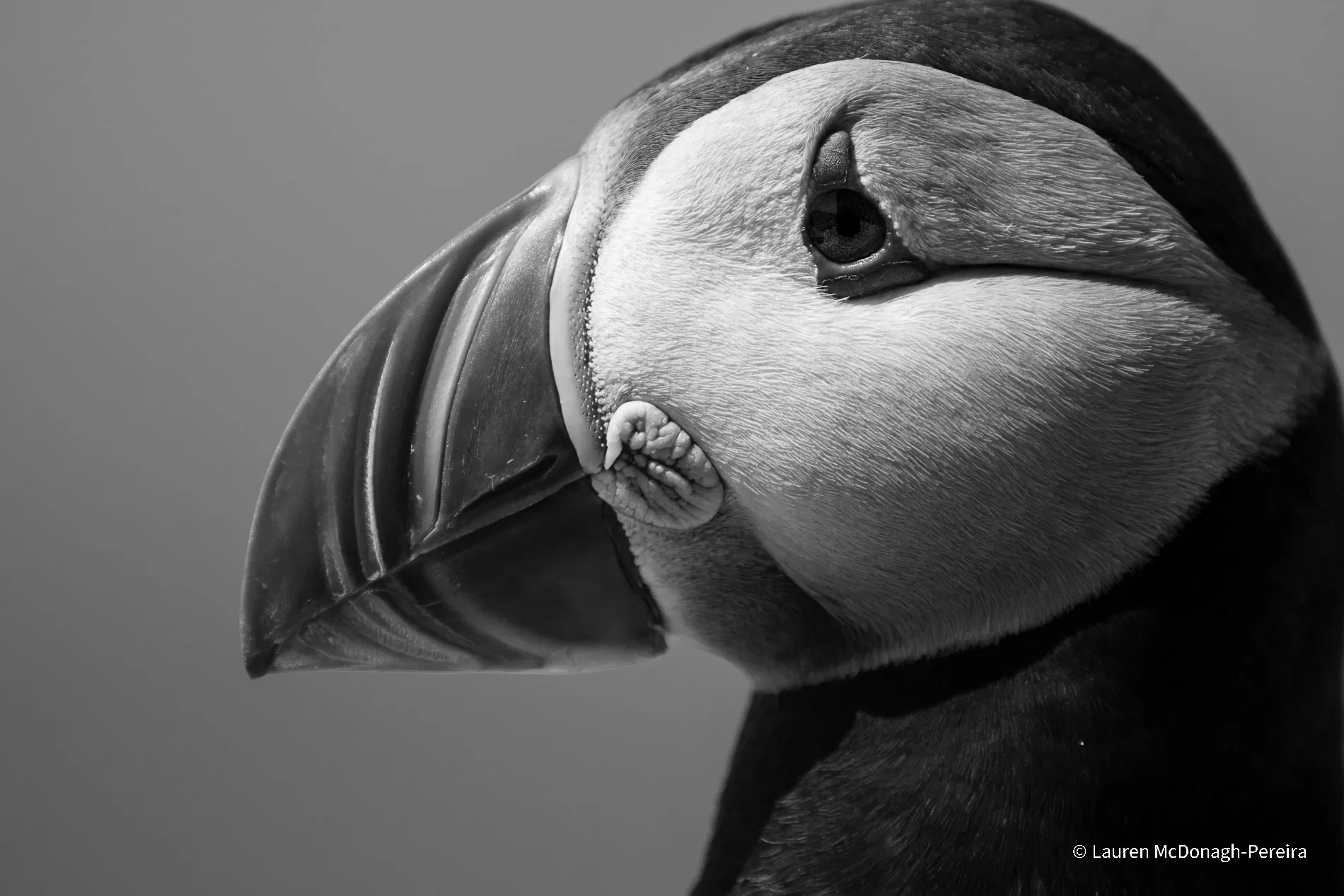 A side profile of the left side of a puffin's face and neck. The image is in black and white with heavy contrast.