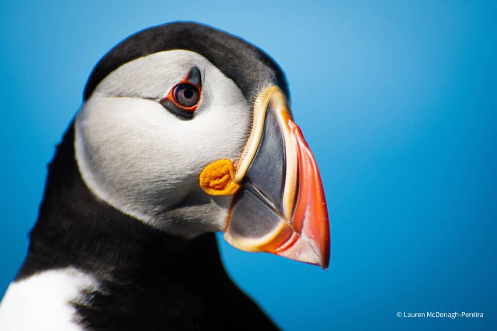 A side profile portrait of the head an shoulders of a puffin against a bright blue sky.