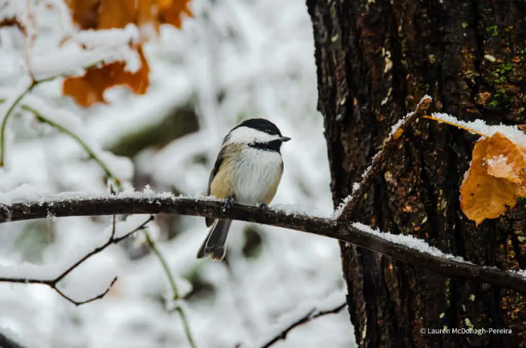 An image of a chickadee perched on a branch frosted with fresh snow.