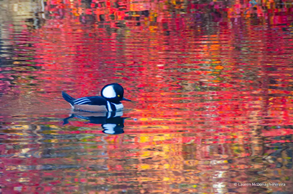 The brilliant reds and golds of fall foliage in New England reflects onto a rippled lake. Swimming across the water is a male hooded merganser. His bold black and white feathers are reflected in the water.