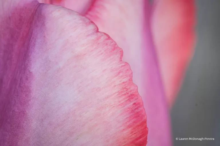 A macro photograph of the petals of a pink and purple tulip.