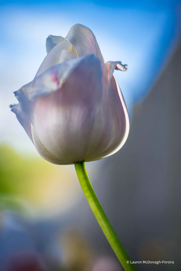 A macro image of a backlit white tulip with pink accents.