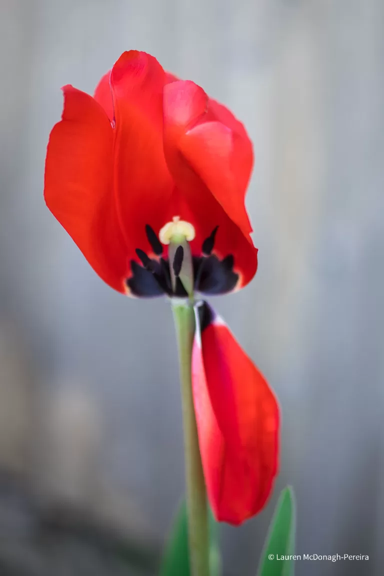 A macro photograph of the petals falling off of a red tulip