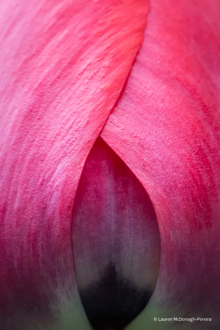 A macro photograph of the side of a pink tulip.