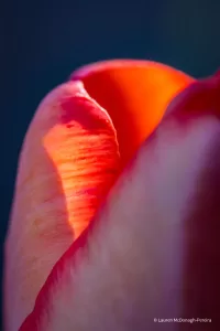 A macro image of a pink tulip that has just begun to open its petals.