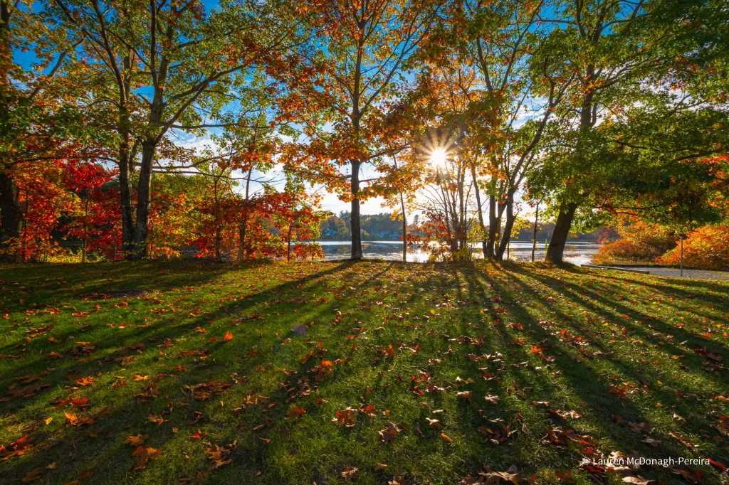 A wide angle shot of autumn trees at the edge of a lake. A sunburst from the setting sun glows through the branches. The long shadows of the trees are cast upon the leaf-strewn ground.