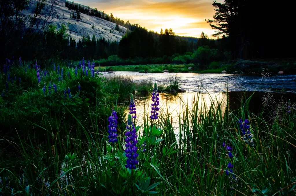 A photograph of a golden sunrise over the Tuolumne Meadows of Yosemite National Park.