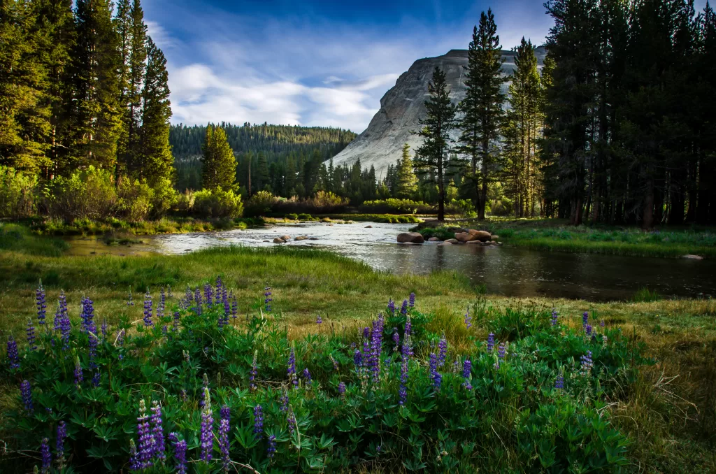 A photograph of the dawn hour at Tuolumne Meadows in Yosemite National Park.