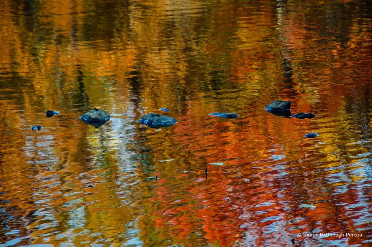 The water of Horn Pond in Woburn, Massachusetts reflects the orange and gold colors of the autumn trees above. The water is rippled in the wind. 7 stones are visible poking up from the surface of the water. They seem to form a path across the vibrant water.